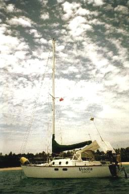 Velella at anchor